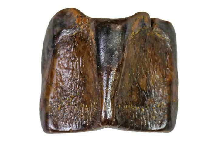 Fossil Hadrosaur (Edmontosaurus) Shed Tooth- Montana #110932